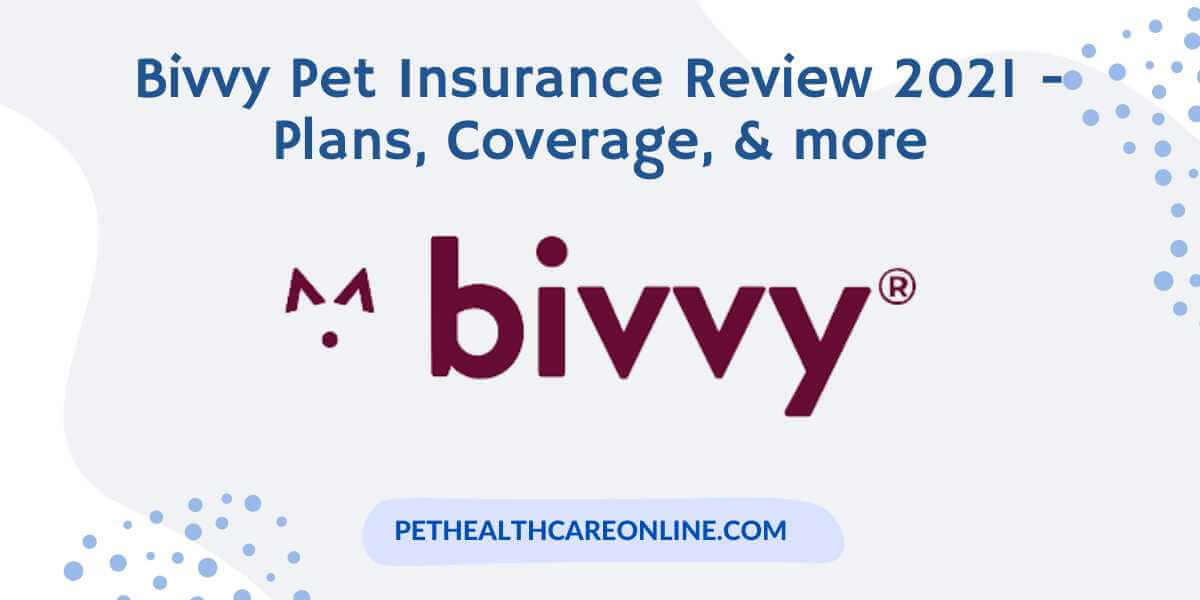 Bivvy Pet Insurance Review