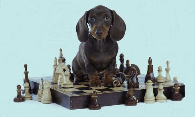 Brain Training for Dogs