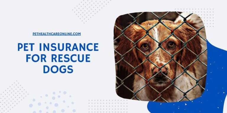 Pet Insurance for Rescue Dogs - Is It Good