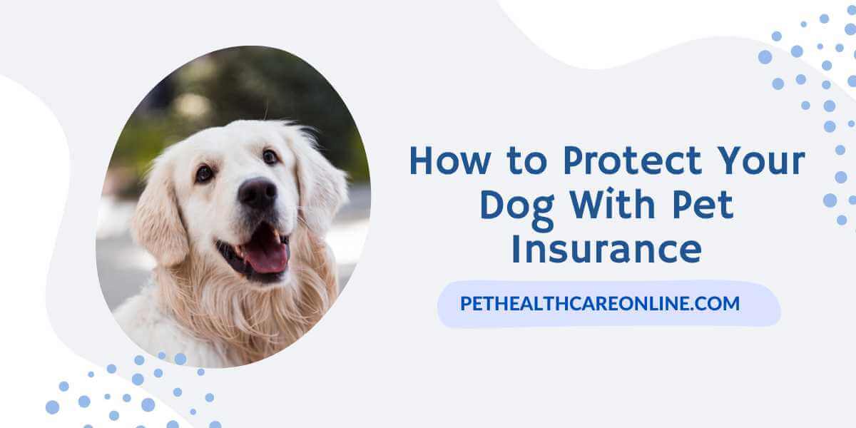 Protect Dog With Pet Insurance