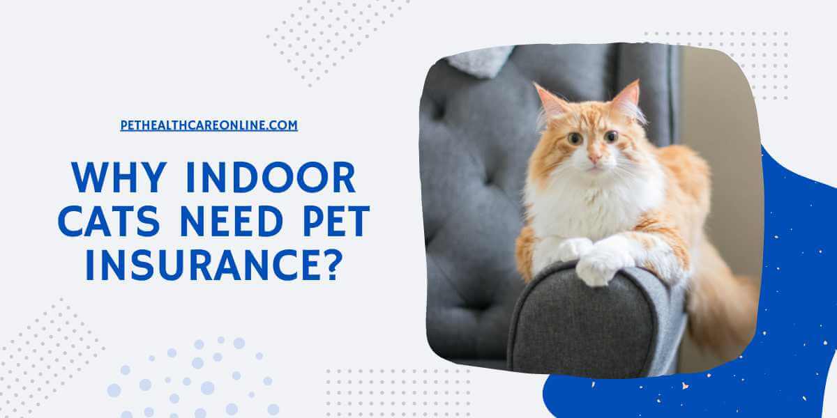 Reasons Why Indoor Cats Need Pet Insurance