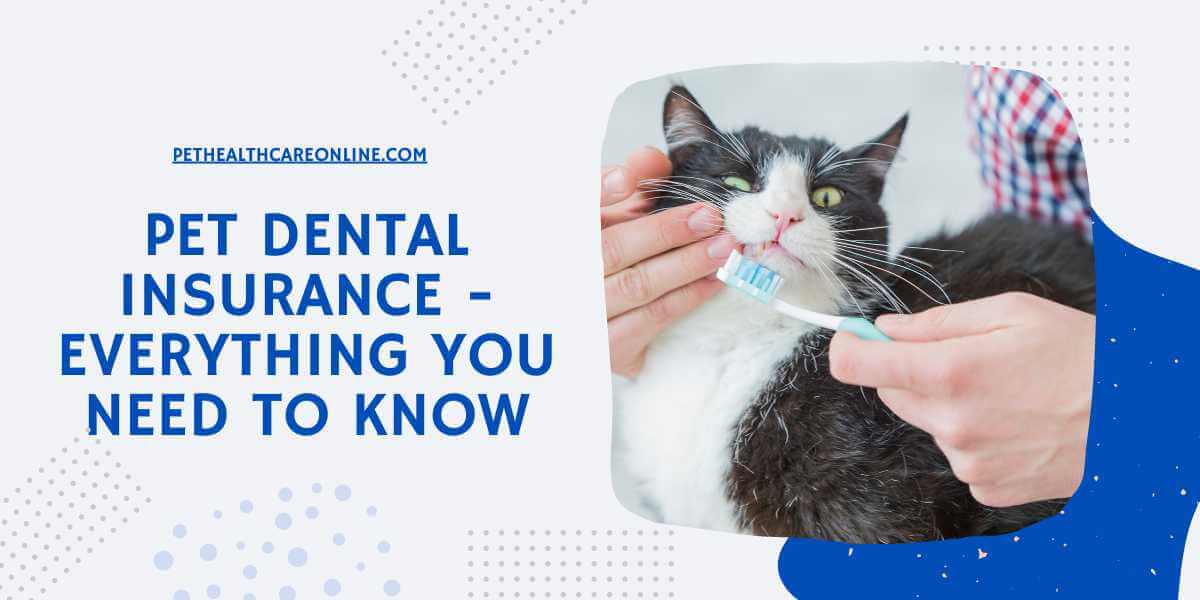Best Pet Dental Insurance