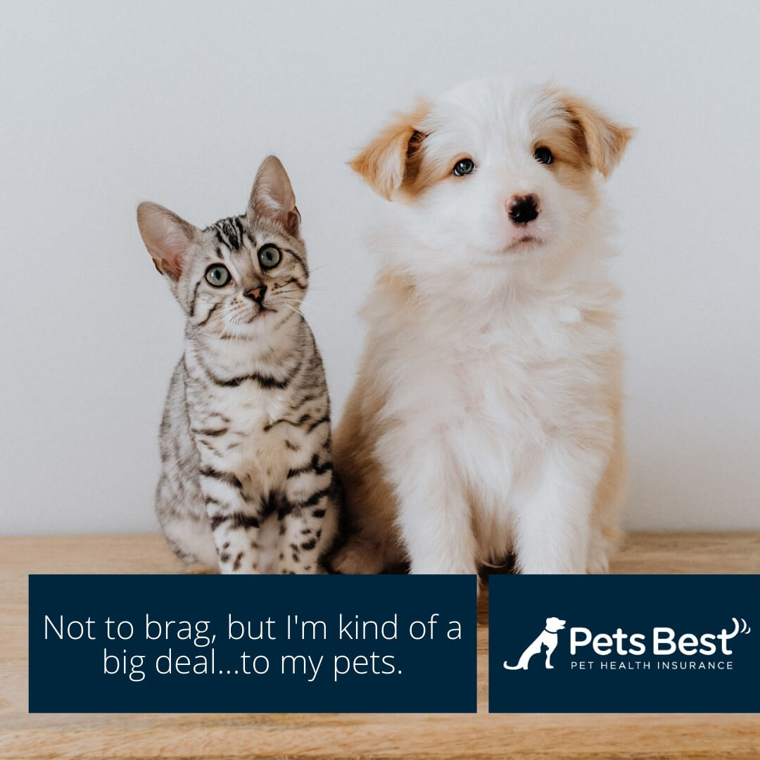 Keep pets перевод