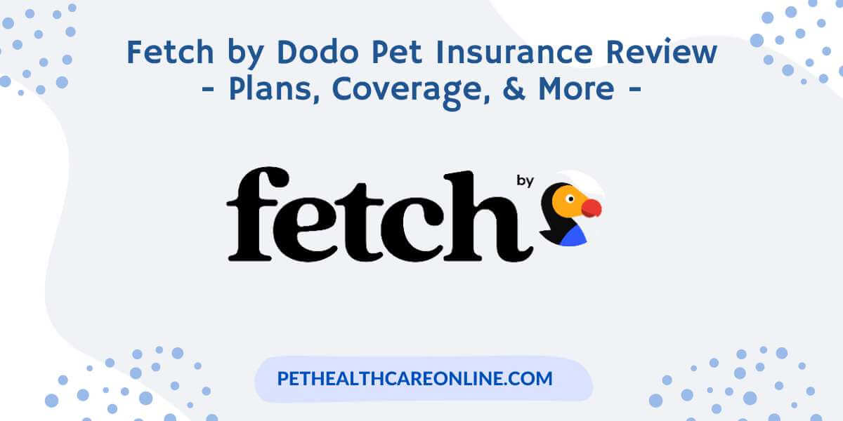 Fetch by Dodo Pet Insurance Review