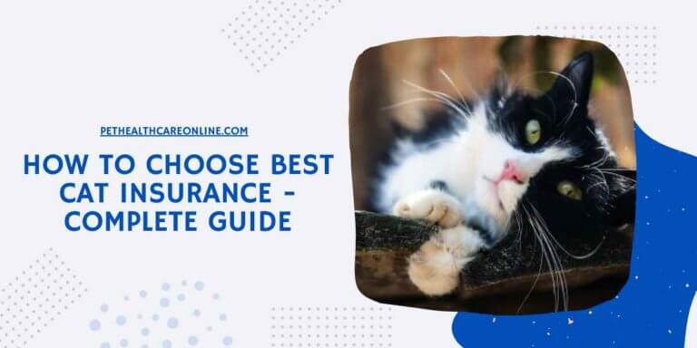 How to Choose Best Cat Insurance
