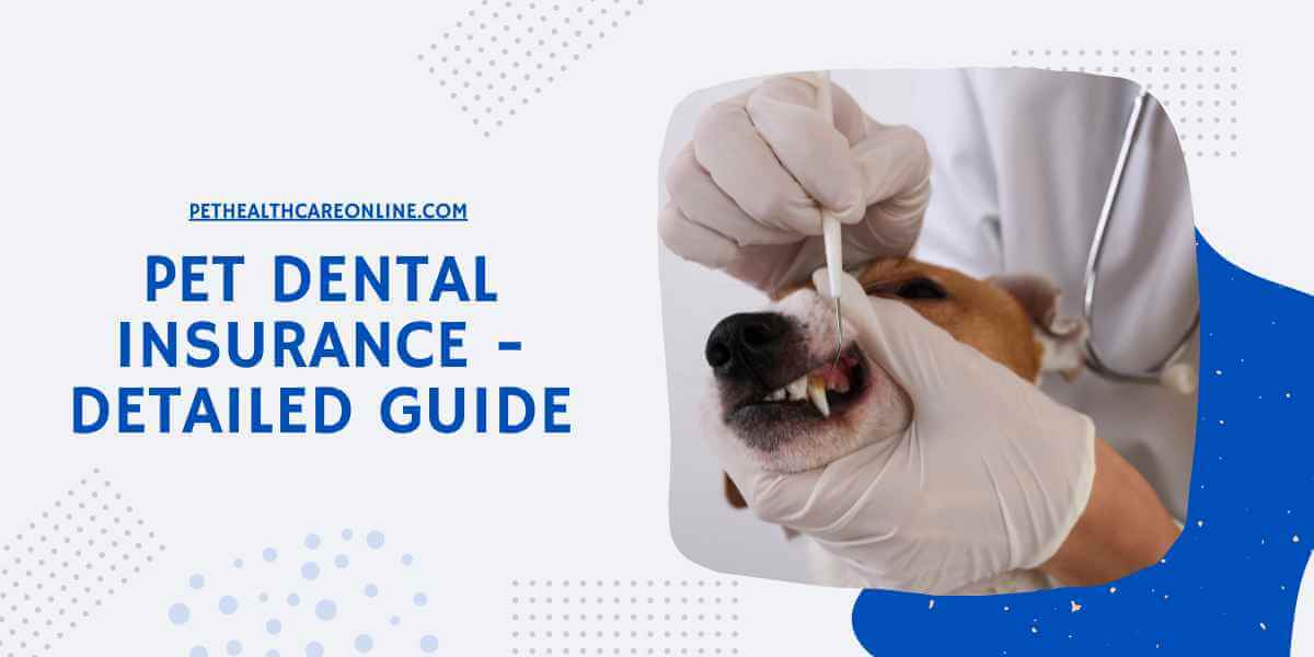 Pet Dental Insurance