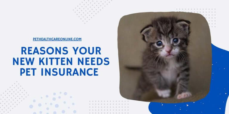 Reasons Your New Kitten Needs Pet Insurance