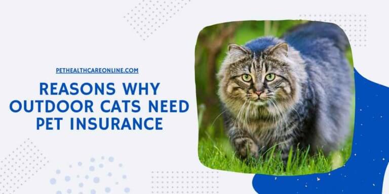 Why Outdoor Cats Need Pet Insurance