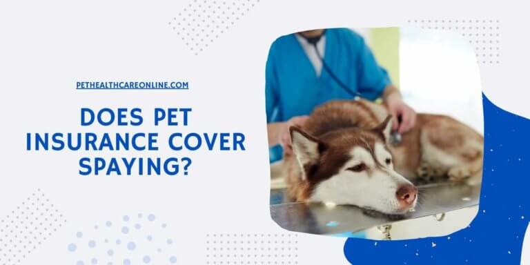 Does Pet Insurance Cover Spaying