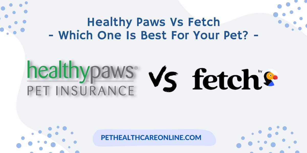 Healthy Paws vs Fetch by Dodo