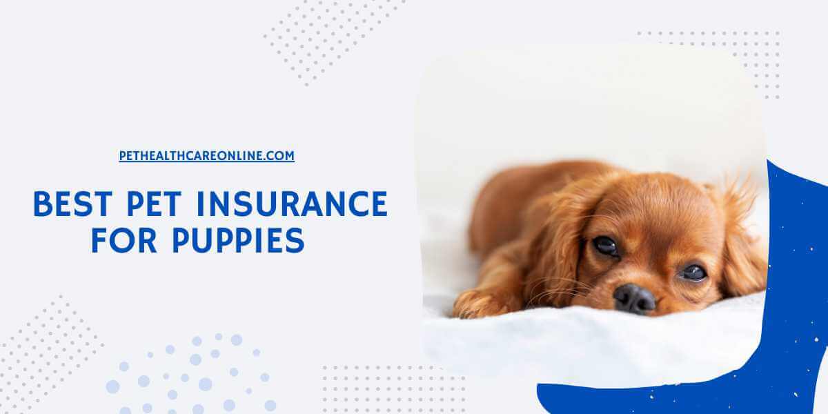Pet Insurance for Puppies