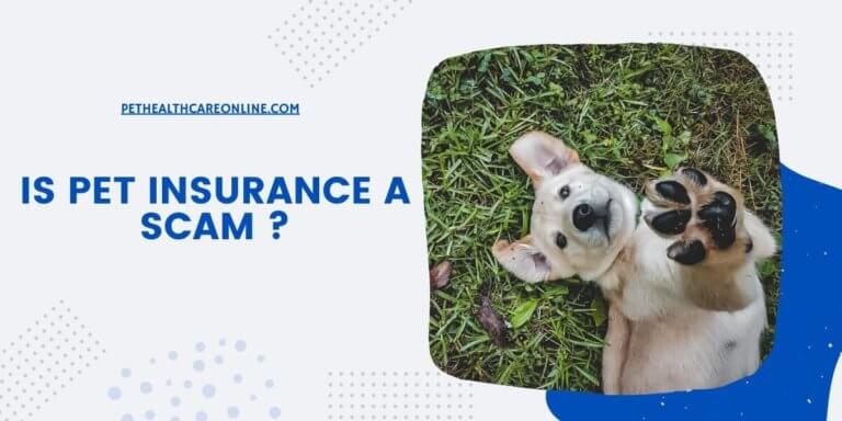 Is Pet Insurance a Scam