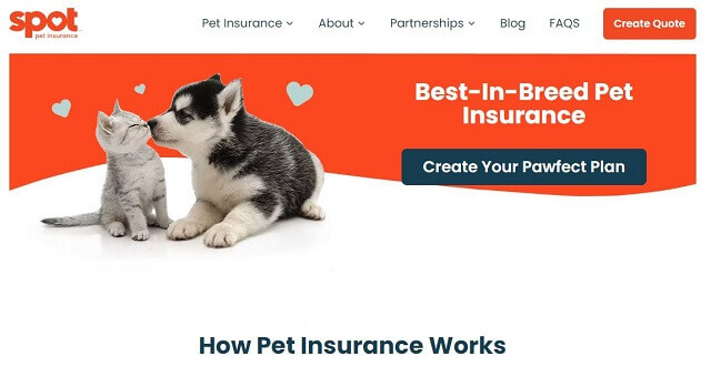 spot pet insurance