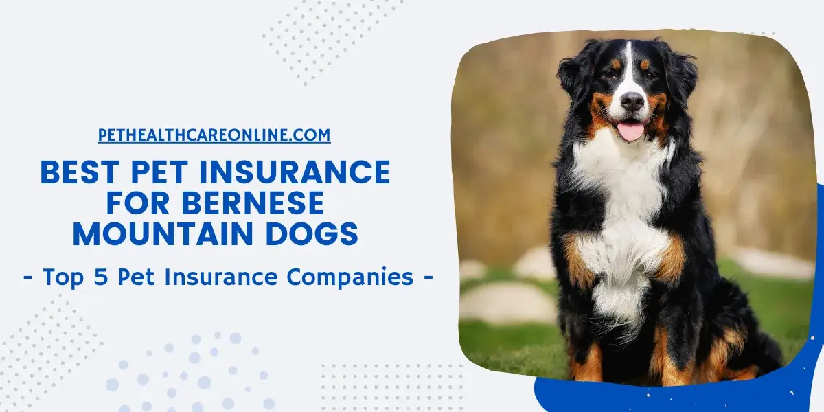 Best Pet Insurance for Bernese Mountain Dogs