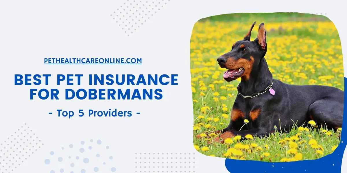 Best Pet Insurance for Dobermans