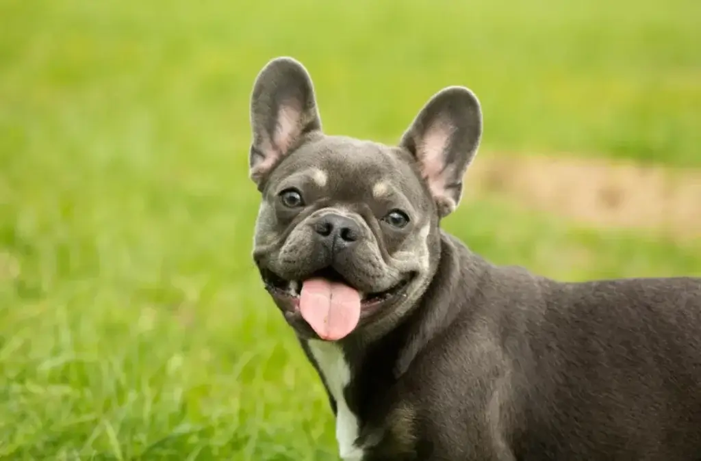 Best Pet Insurance for French Bulldogs