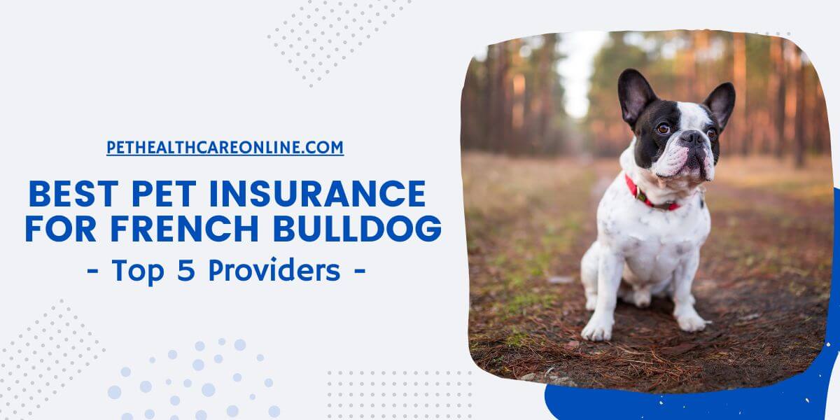Best Pet Insurance for French Bulldogs