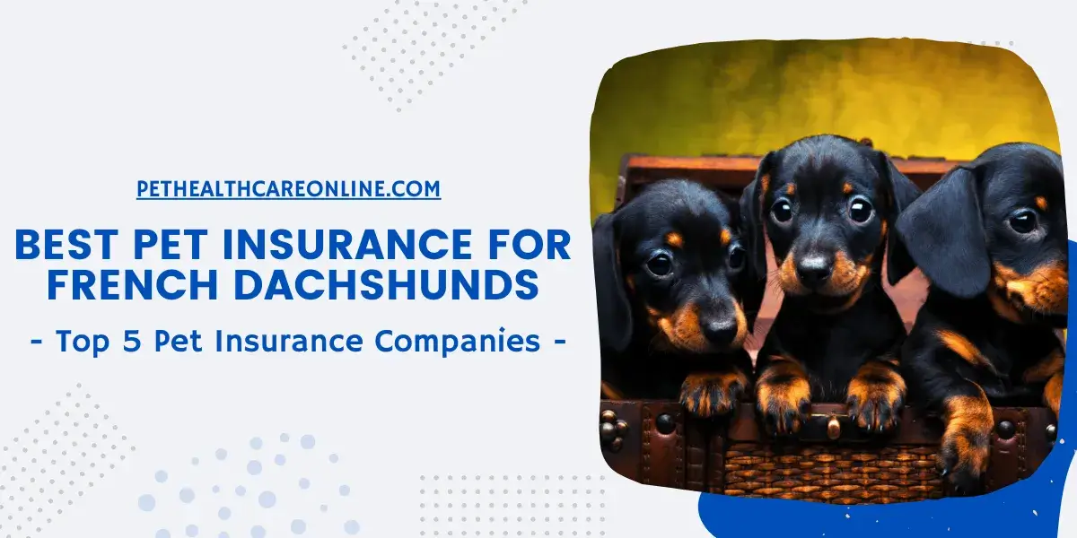 Best Pet Insurance for French Dachshunds