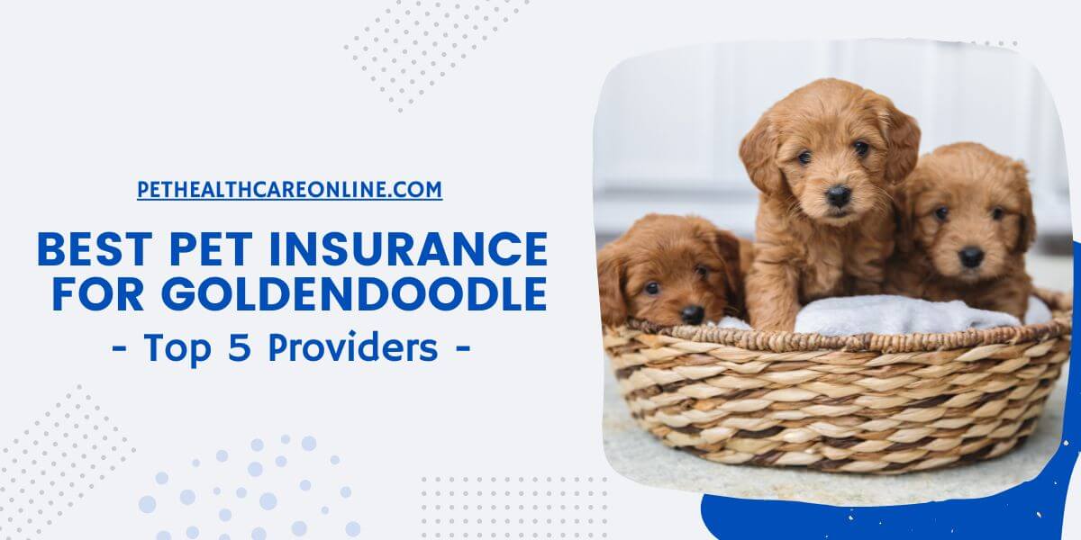 Best Pet Insurance for Goldendoodle