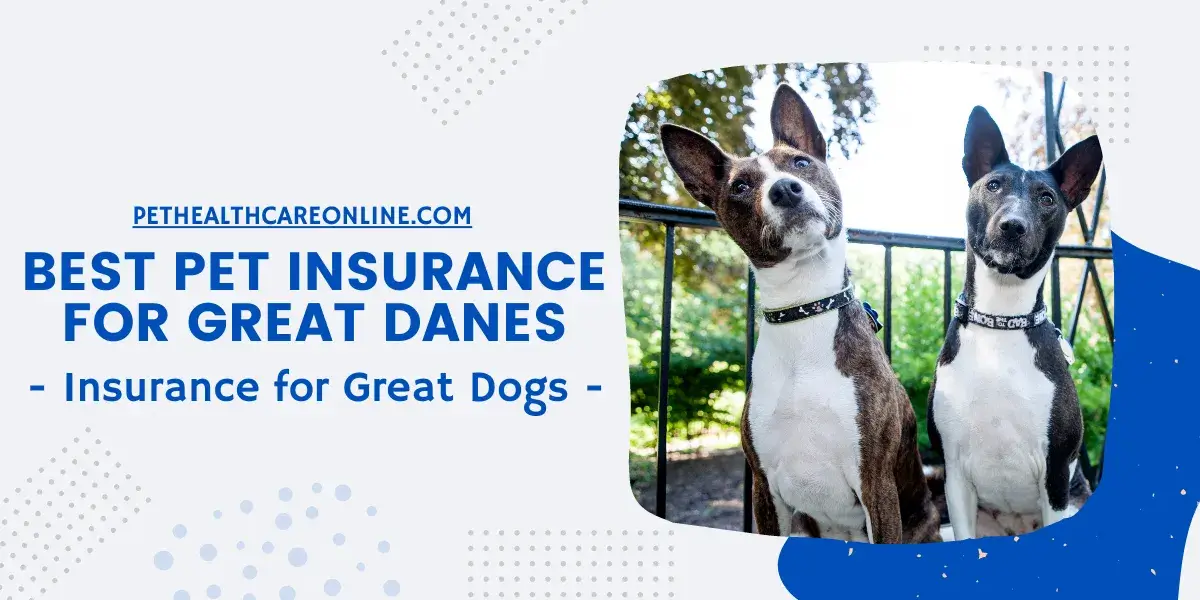 The Best Pet Insurance for Great Danes