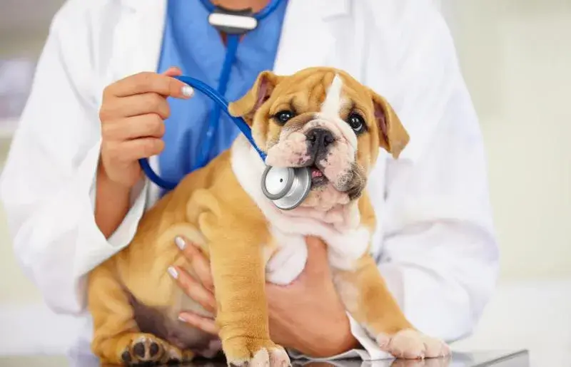 Can Dogs Have Diabetes?