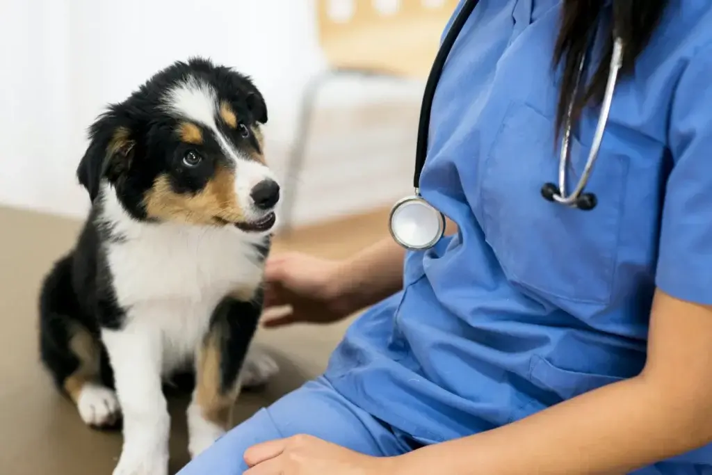 Common Health Issues in Bernese Mountain dogs