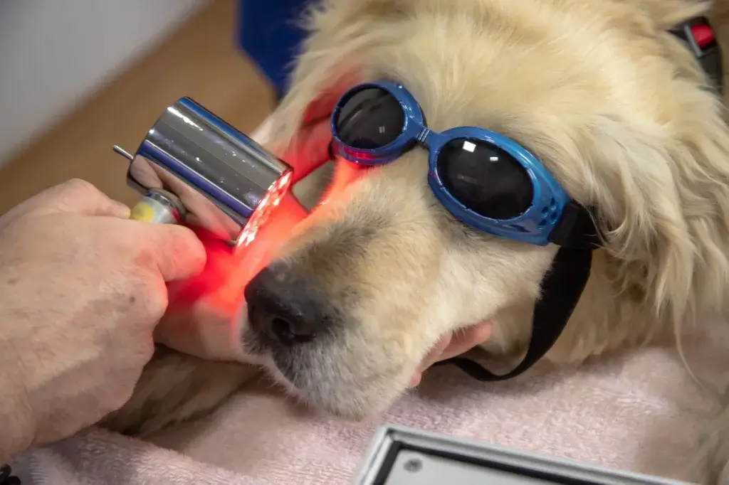 Dog under vet treatment