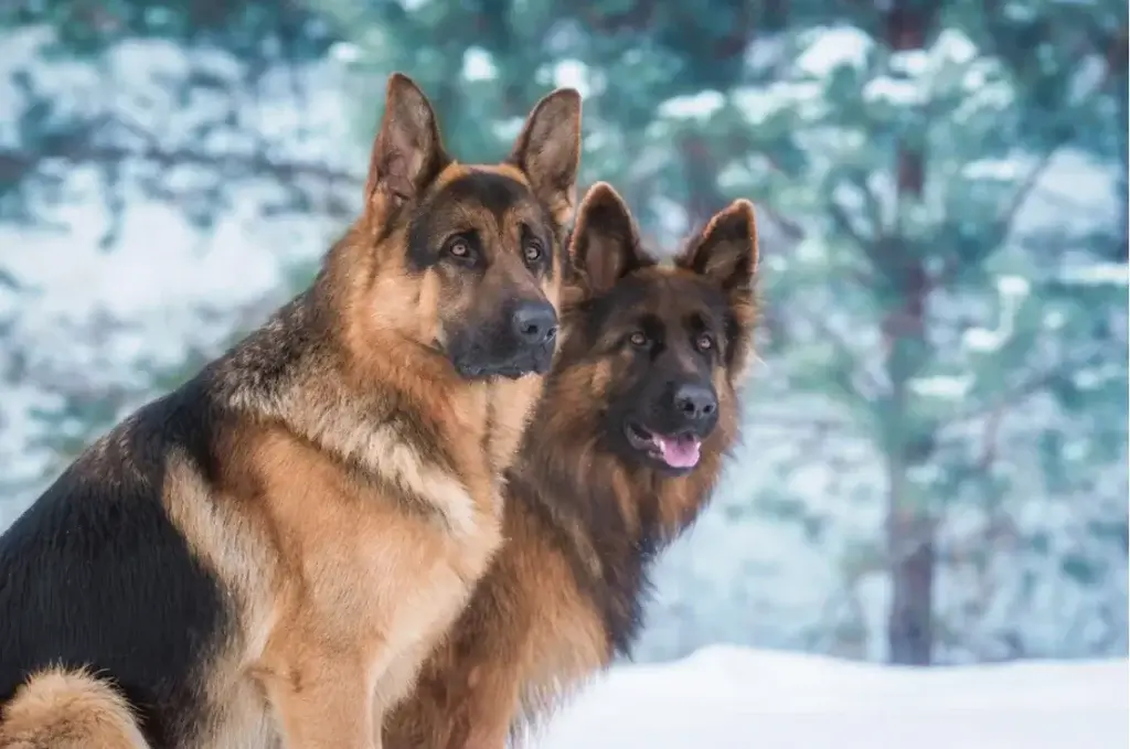How Much is Pet Insurance for German Shepards