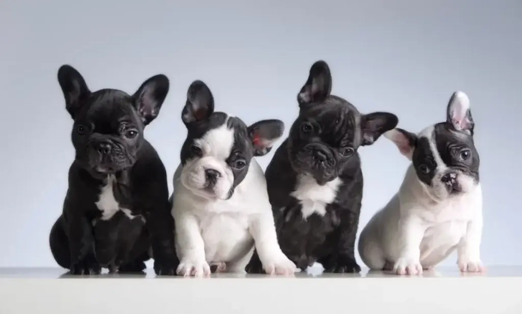 How Much is Pet Insurance for a French Bulldog