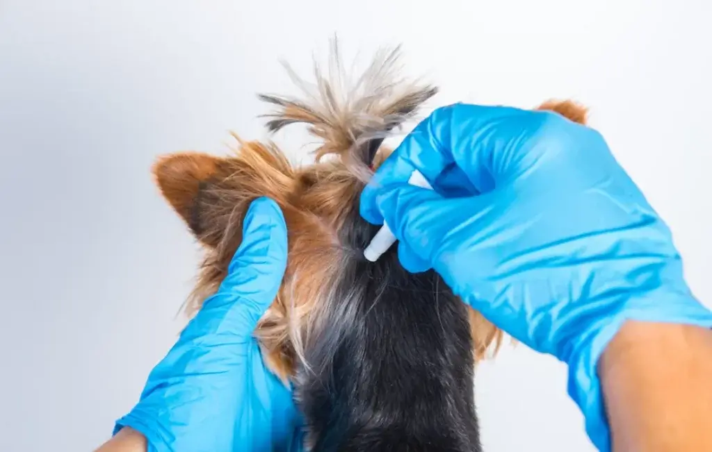 How To Prevent Fleas From Getting On Your Pet
