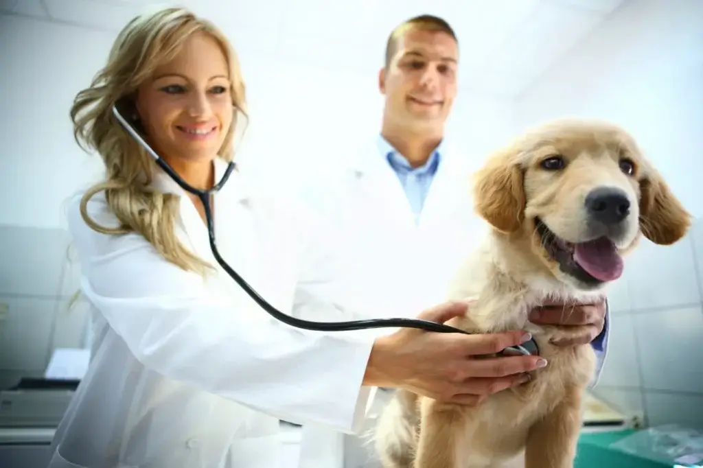 Pet Insurance for best vet treatment