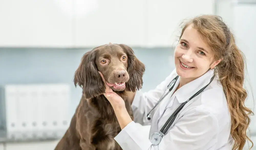 Importance of Veterinary Care