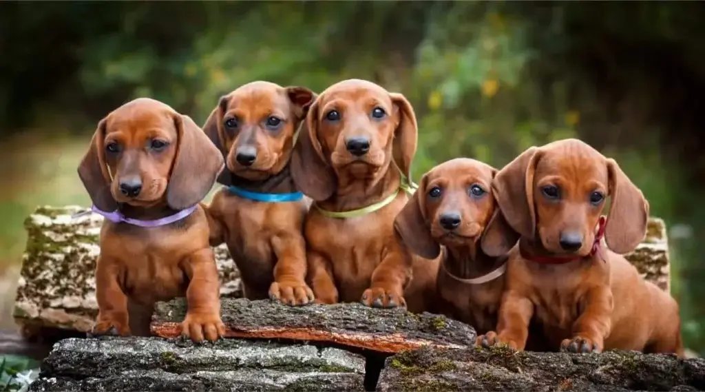 Insurance Policies for French Dachshunds
