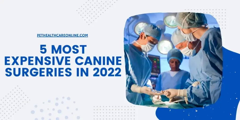 Most Expensive Canine Surgeries