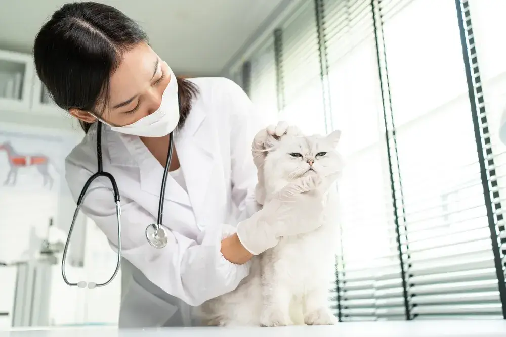 OTC Veterinary Drugs vs. Prescriptions