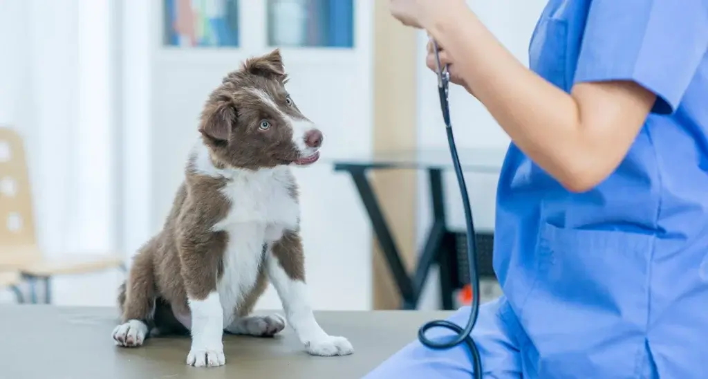 Signs of Illness in puppies