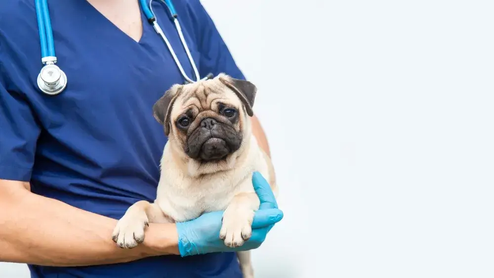 What Influences the Cost of Veterinary Treatments?