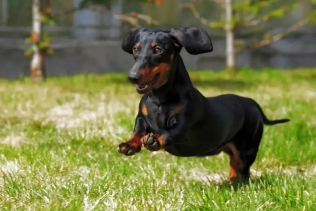 select the best pet insurance for French Dachshunds 