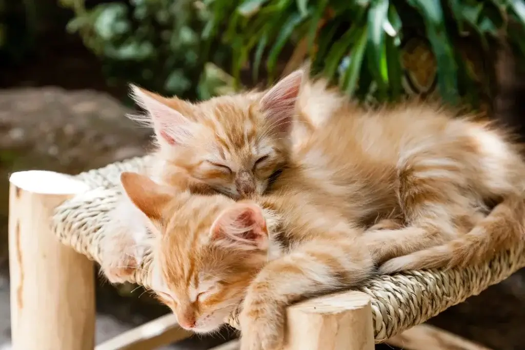 beautiful pet kittens