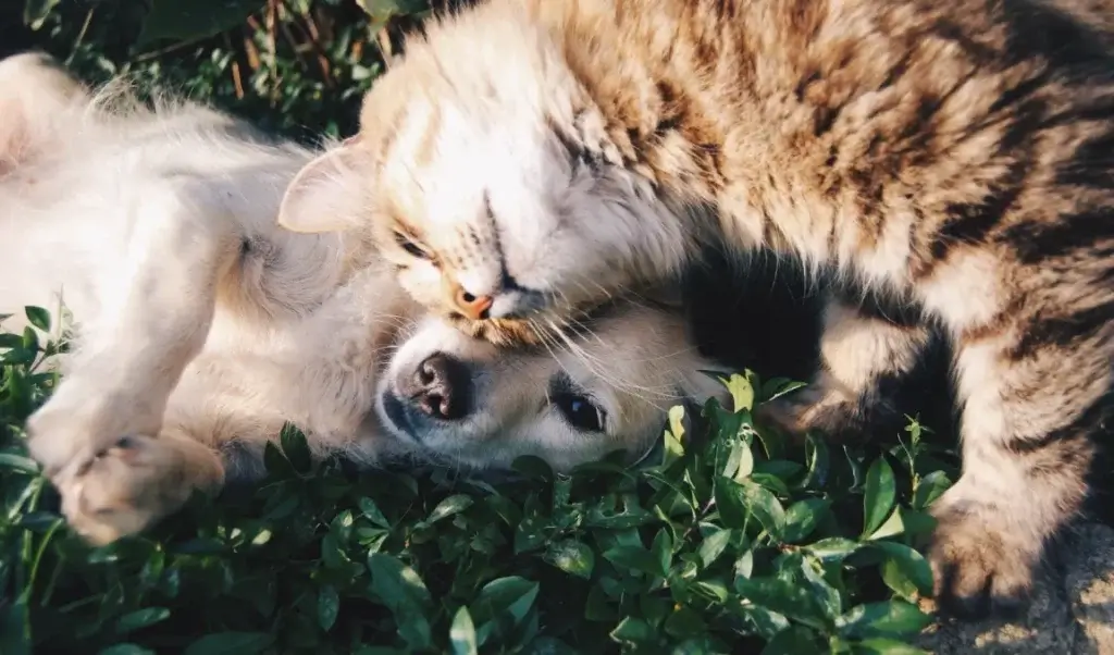 cat and dog enjoying freely in open space