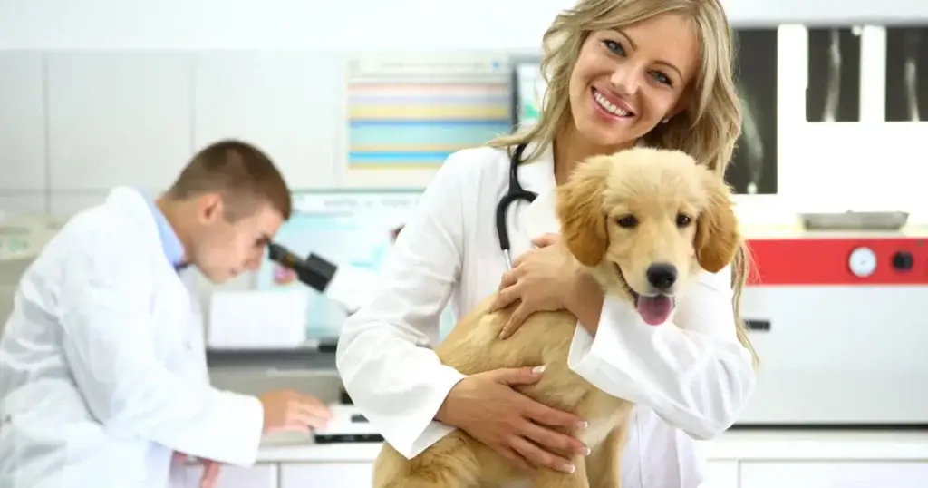 vet taking care of pet dog under lemonade insurance