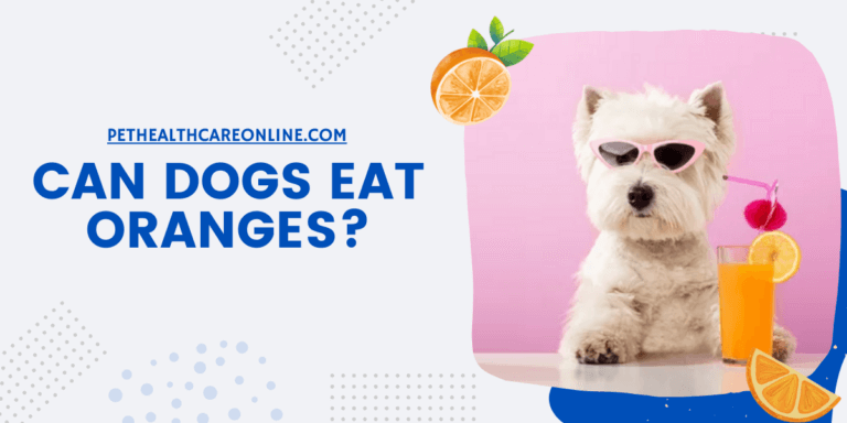 Can Dogs Eat Oranges featured image